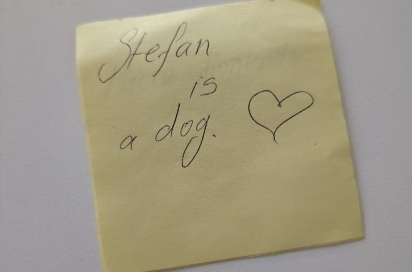 Stefan is a dog